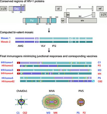 Combined intranasal and intramuscular parainfluenza 5-, simian adenovirus ChAdOx1- and poxvirus MVA-vectored vaccines induce synergistically HIV-1-specific T cells in the mucosa